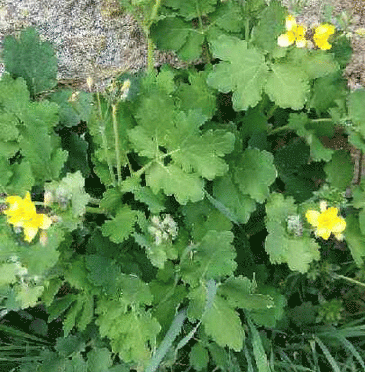 Photo Simau
