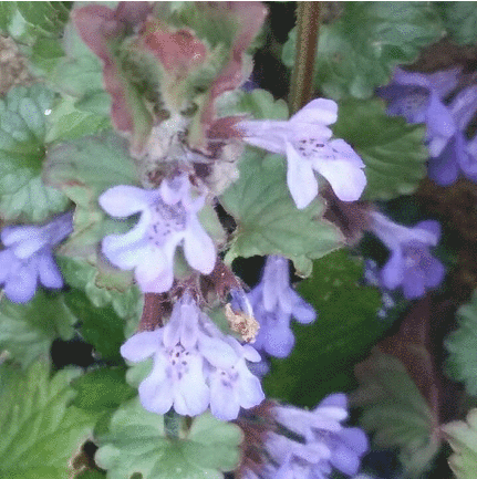Photo Simau