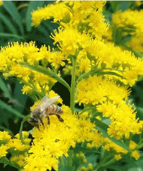 La Verge d'Or Photo Simau